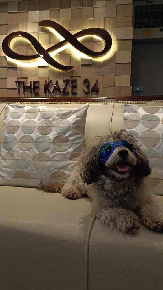 A dog visiting the KAZE 34 reception